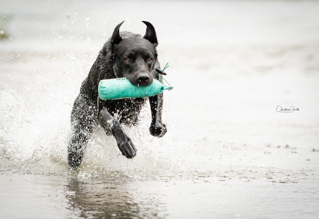 Naissance Labrador prévue fin mars 2022